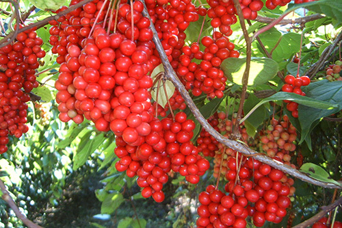 산양산삼 재배지