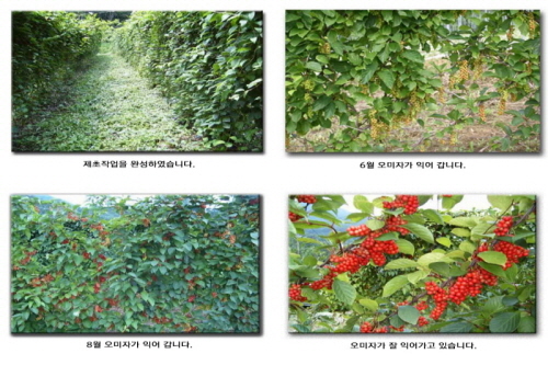 오미자 재배 과정 02