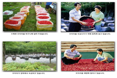 오미자 재배 과정 04